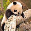Tiny panda slide puzzle